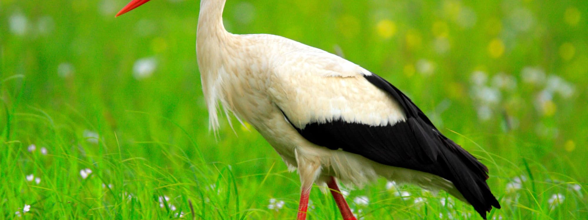 Quelles sont les espèces du NaturOParc ? Soultz-Haut-Rhin