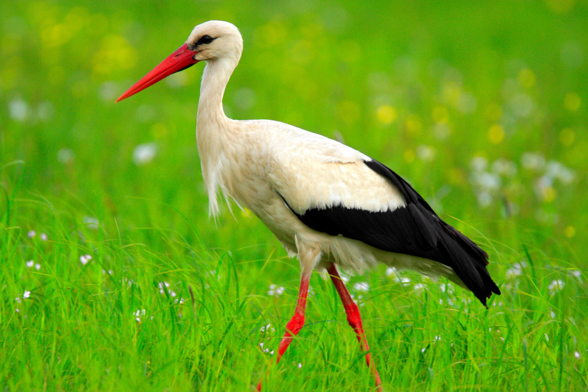 Quelles sont les espèces du NaturOParc ? Soultz-Haut-Rhin