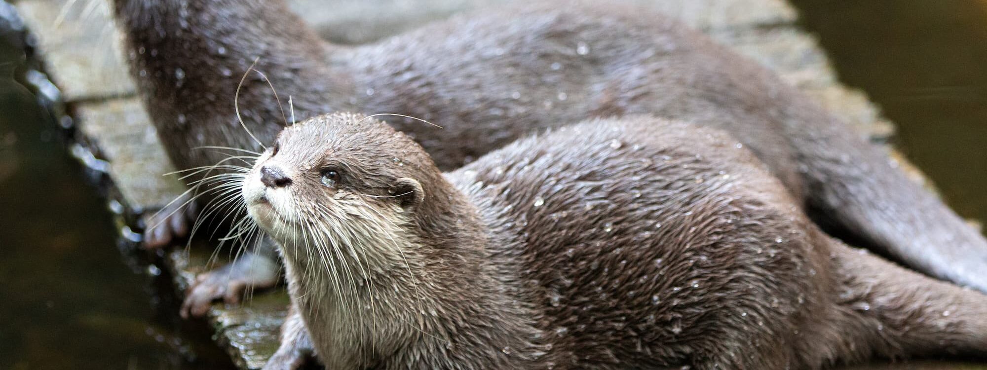 Pourquoi aller au NaturOparc ? Barr