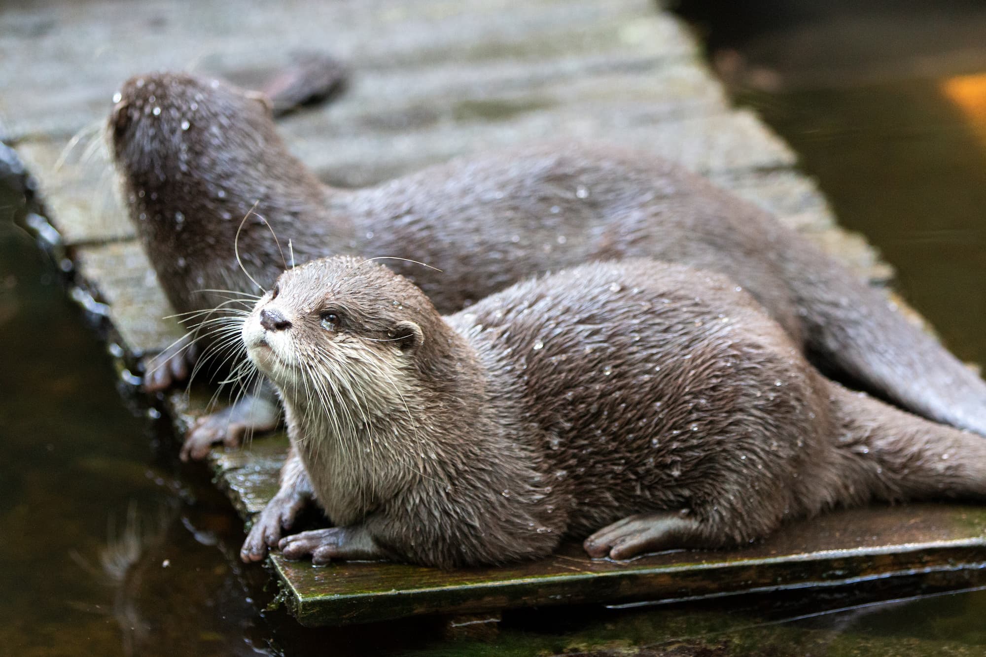 Pourquoi aller au NaturOparc ? Barr